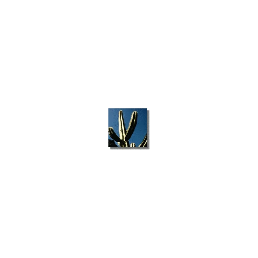 Esencia de Cactus - Cactus Interior/Exterior 15 ml