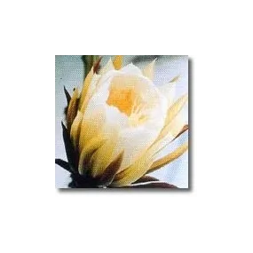 Korte Cactus Essence –...