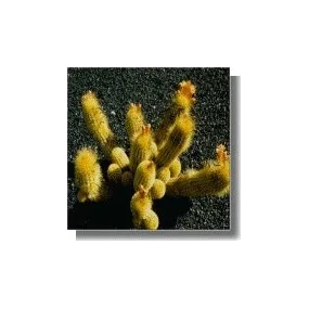 Korte Essence de Cactus -...