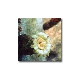 Korte Essence de Cactus -...