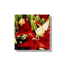 Korte Cactus Essence -...