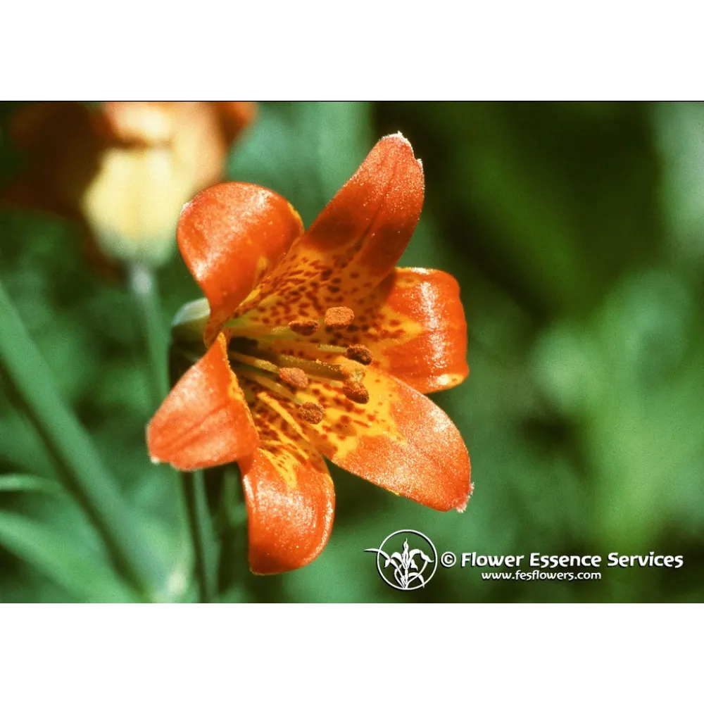 FES California Single Essence – Alpine Lily 7.4 ml