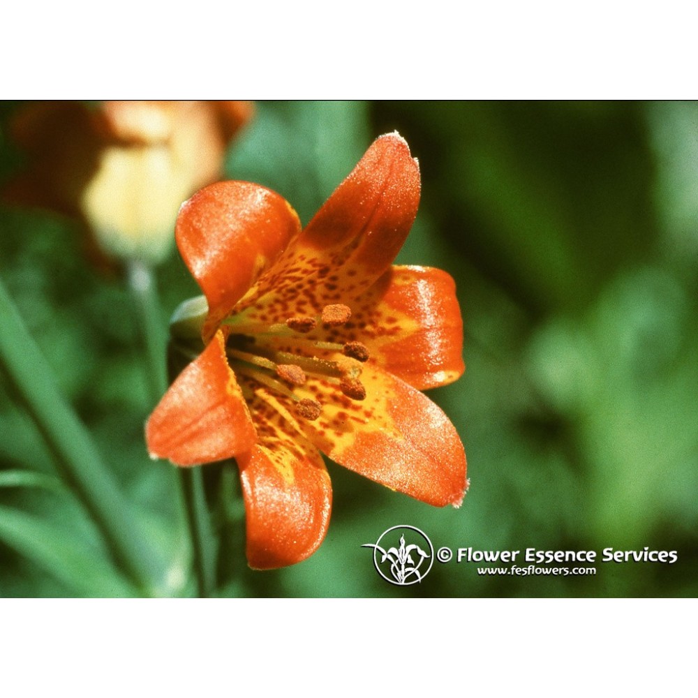 Esencia única californiana FES - Lirio alpino (Lilium parvum) 7,4 ml