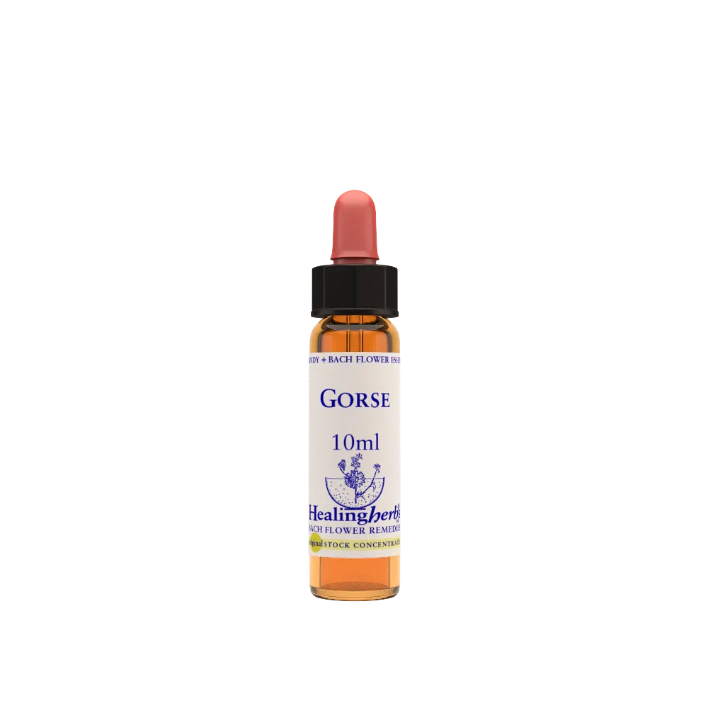 Bach Flower Healing Herbs - Gorse | Natur.it