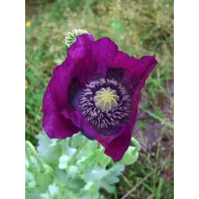 Alaska Single Essence –...