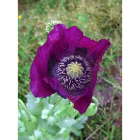 Essenza Singola dell'Alaska - Purple Poppy (Papaver somniferum) 7,4 ml