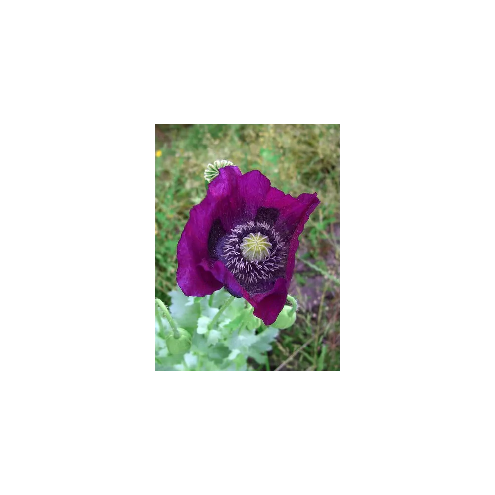 Alaska Single Essence - Pavot violet (Papaver somniferum) 7,4 ml