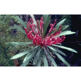 Essence unique de brousse...