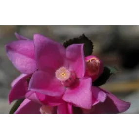 Essence simple de brousse...