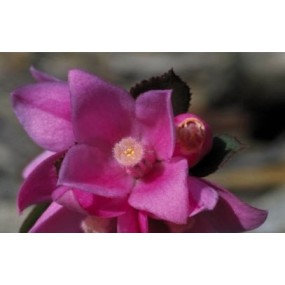 Essence Unique Buisson Australien - Rose de Sydney 15 ml