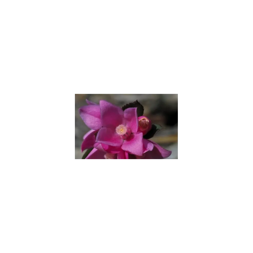 Esencia única de arbusto australiano - Rosa de Sídney 15 ml
