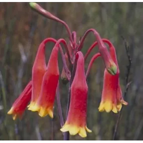 Essence florale du bush...