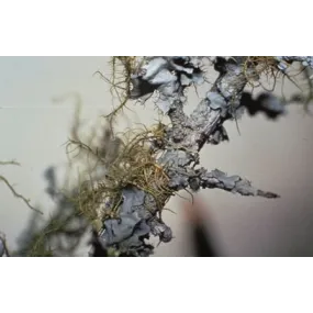 Essences florales du bush...