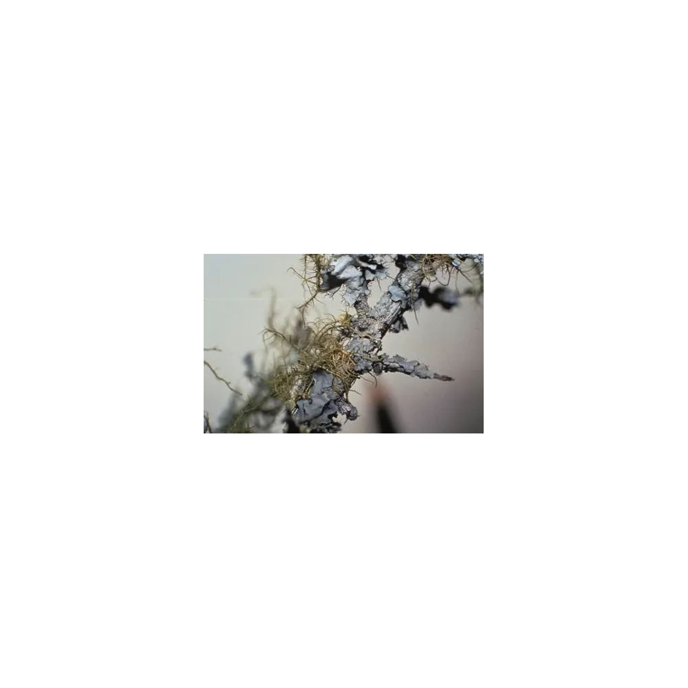 Esencias florales de arbusto australiano - Liquen 15 ml