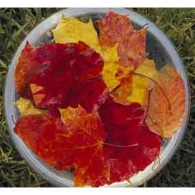 Essences florales du bush...