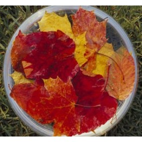 Essenze Singole Australian Bush - Autumn Leaves 15 ml