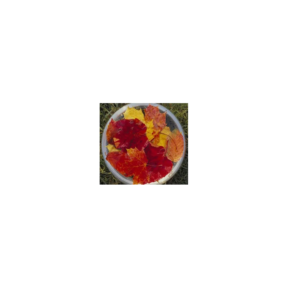 Australian Bush Flower Essences - Autumn Leaves 15 ml