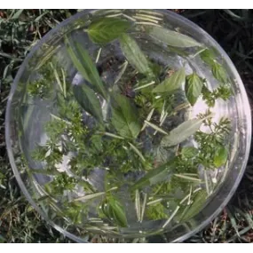 Australian Bush Single...