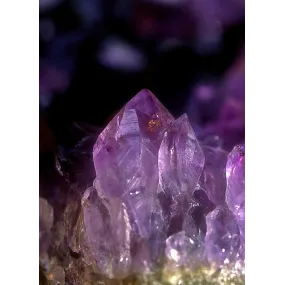 Essence unique Alaska -...