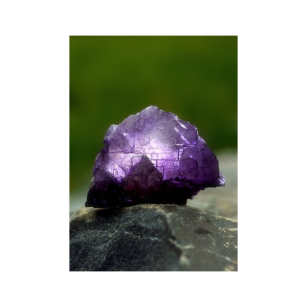 Alaska Single Essence - Fluorite (Purple Fluorite) 7.4 ml