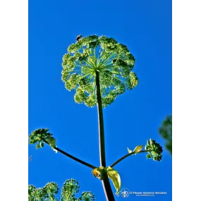 California Single Essence...