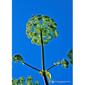 Esencia única californiana FES - Angélica (Angelica archangelica) 7,4 ml
