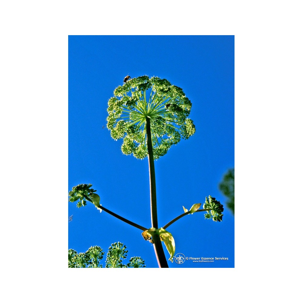 Esencia única californiana FES - Angélica (Angelica archangelica) 7,4 ml
