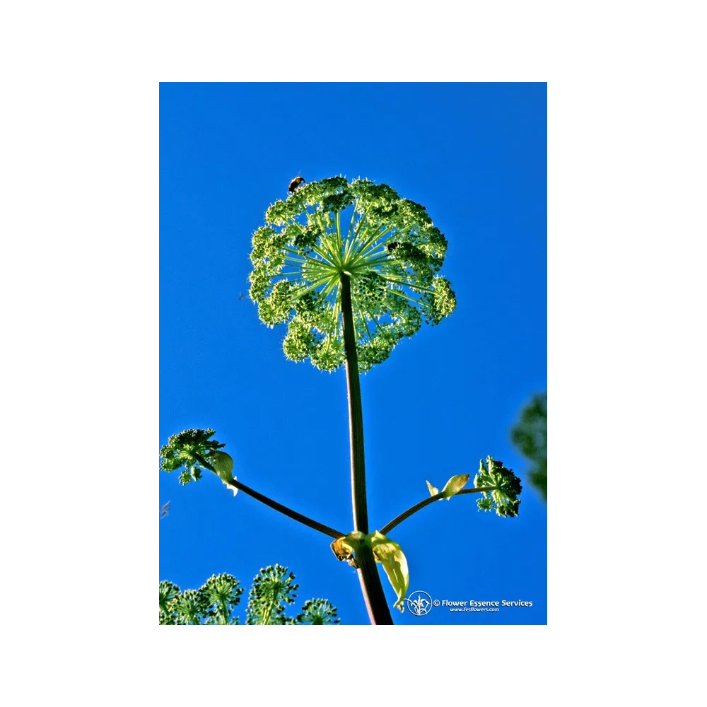 FES Californian Single Essence - Angelica (Angelica archangelica) 7.4 ml