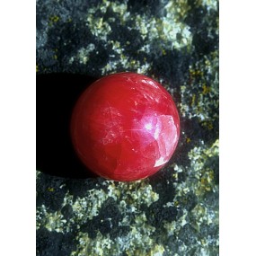 Alaska Single Essence - Rhodochrosite (Rhodochrosite) 7.4 ml