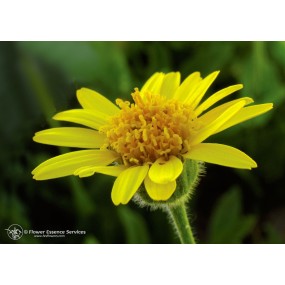 Esencia única californiana FES - Árnica (Arnica mollis) 7,4 ml