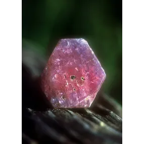 Alaska Single Essence -...