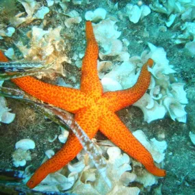 Essenze del mare Korte -...