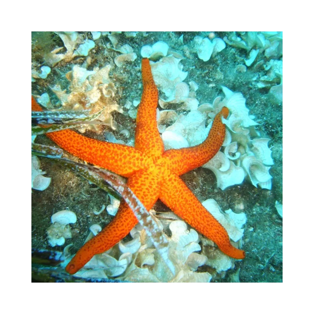 Esencias marinas Korte - Estrella de mar 15 ml