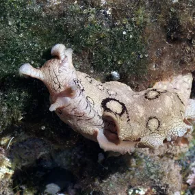 Essenze del mare Korte -...