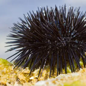 Sea Essences Korte -...