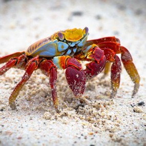 Korte sea essences - Crab...