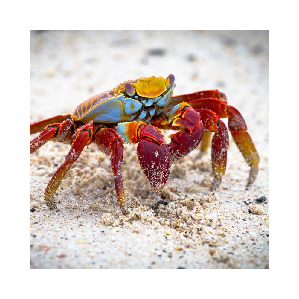 Essences de mer Korte - Crabe 15 ml