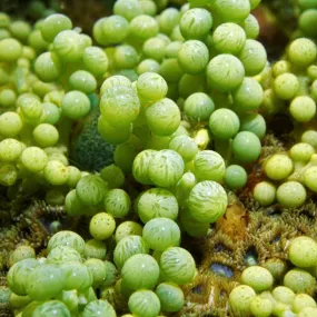 Korte Sea Essences - Algues...