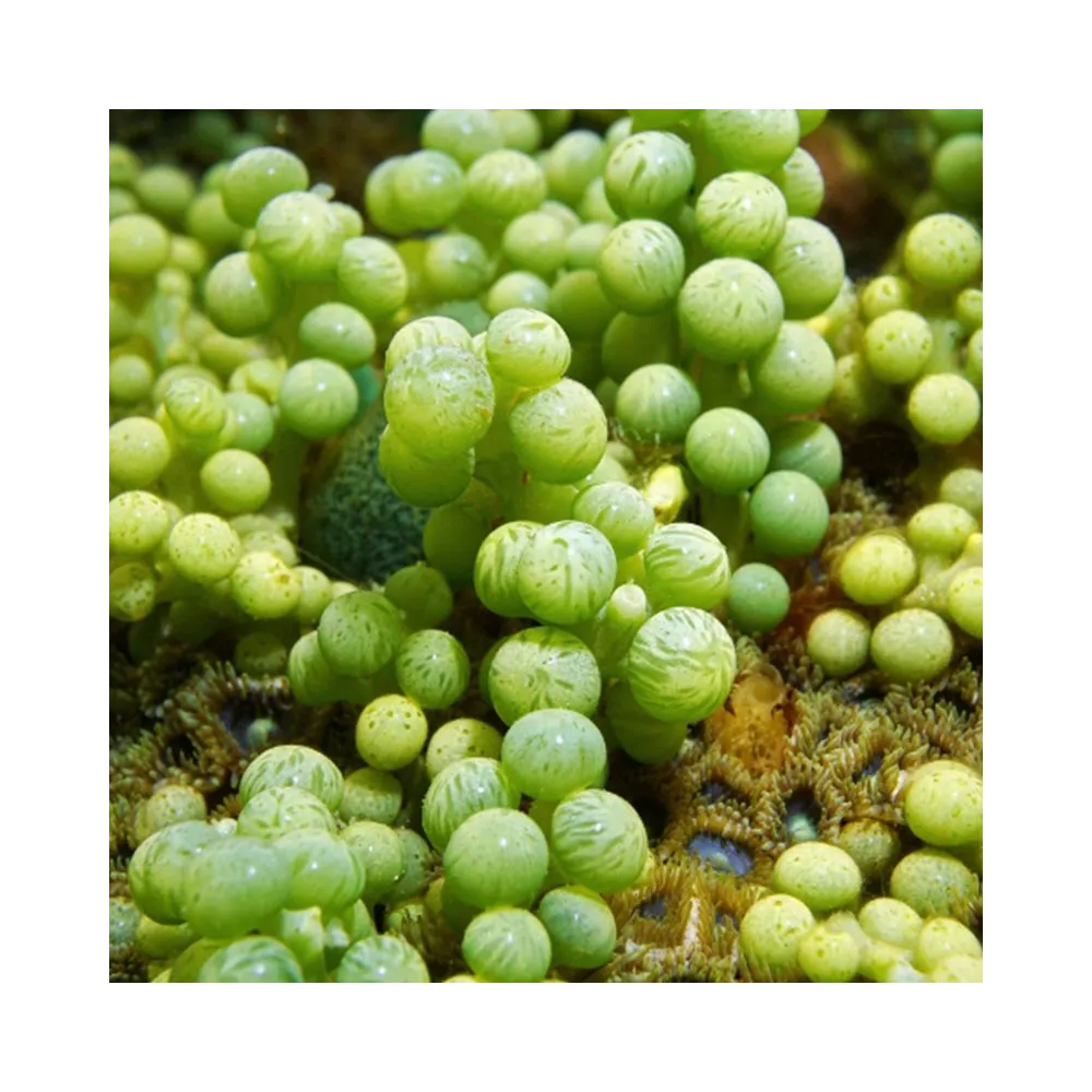 Korte Sea Essences - Algae 15 ml