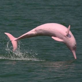 Korte Meeresessenzen - Pink Dolphin 15 ml