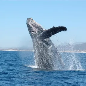 Sea Essences Korte - Whale...