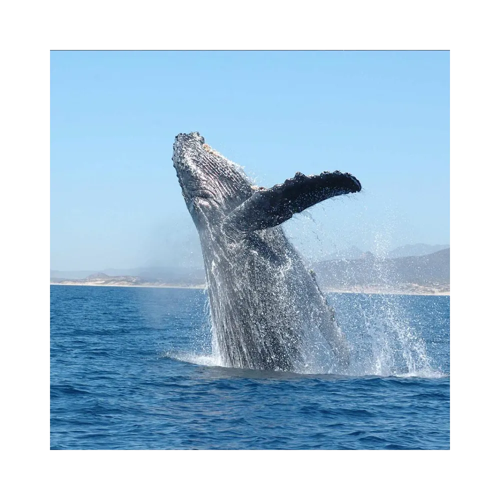 Korte sea essences - Whale 15 ml