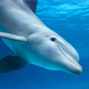 Korte Meeresessenzen - Delphin 15 ml