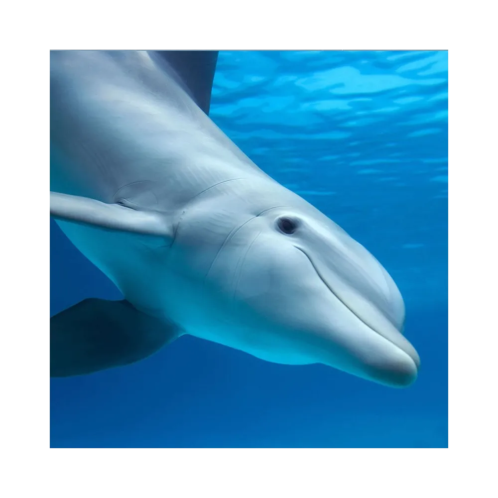 Sea Essences Korte - Dolphin 15 ml