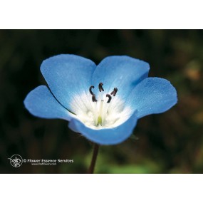Essence unique californienne FES - Yeux bleu bébé (Nemophila menziesii) 7,4 ml