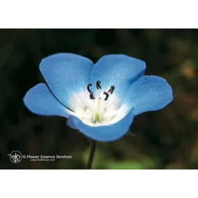 Essence unique...