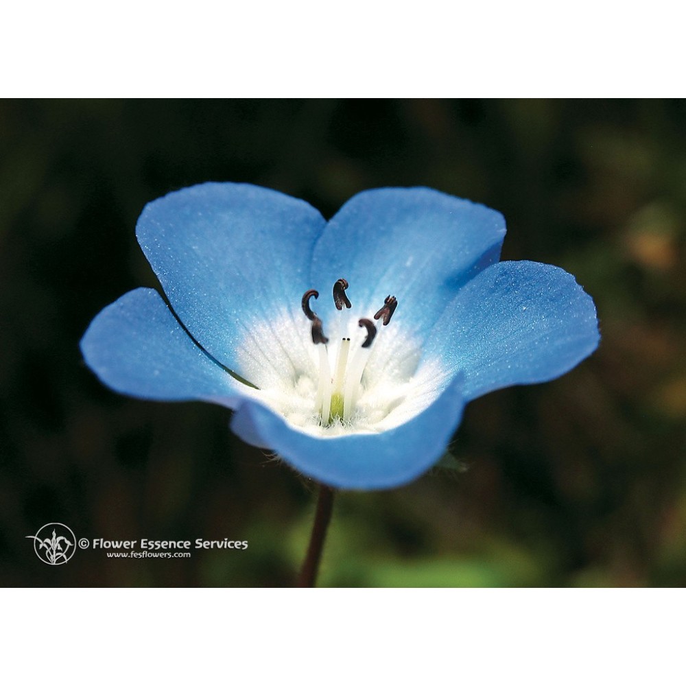 Essenza Singola Californiana FES - Baby Blue Eyes (Nemophila menziesii) 7,4 ml