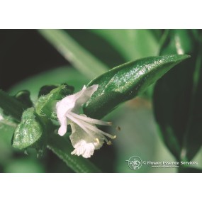 Esencia única californiana FES - Albahaca (Ocimum basilicum) 7,4 ml