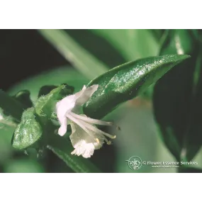Esencia única californiana...