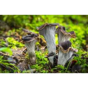 Horn of Plenty Mushroom...